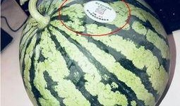 内蒙古网红吃瓜,揭秘草原上的“瓜界风云”